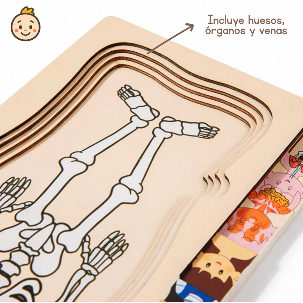 🧩✨ Rompecabezas Educativo del Cuerpo Humano